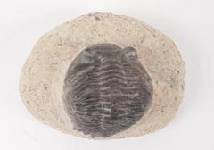 Fossil, Trilobite, Phacopidae 