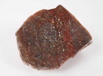 Dinosaur Bone 