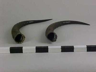 Horns, Roan Antelope (1 Pair)