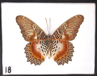 Butterfly, Cethosia myrina