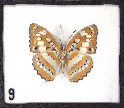 Butterfly, Athyma perius