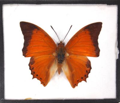 Butterfly, Charaxes affinis