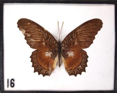 Butterfly, Cethosia myrina
