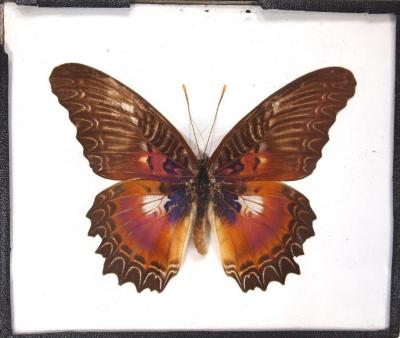 Butterfly, Cethosia myrina
