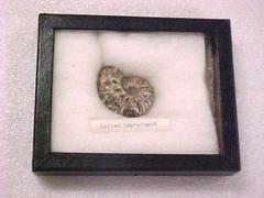 Cephalopod In Riker Mount Box
