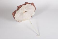 Carriage Parasol