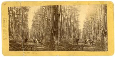 Stereoview, Road Through The Pinery