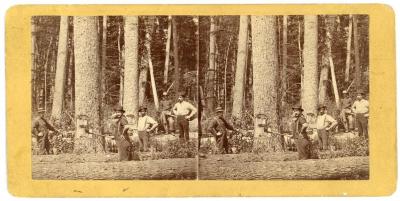 Stereoview, Chopping And Sawing