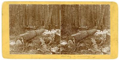 Stereoview, Sawing And Snowing