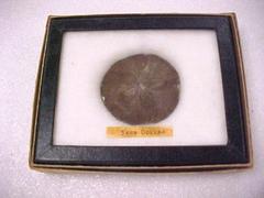 Sand Dollar