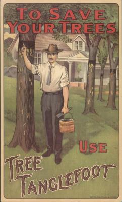 Poster, Reproduction, 'to Save Your Trees, Use Tree Tanglefoot'