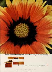 Advertisement, Herman Miller, As Neatly As A Daisy Tucks Away Seeds...