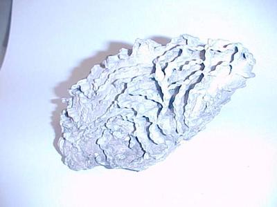 Chain Coral Fossil