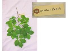 American Beech Branch, Artificial
