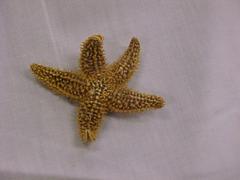 Starfish