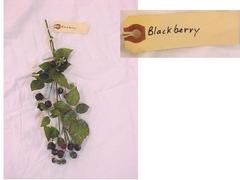 Blackberry Branch, Artificial
