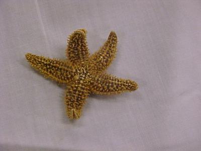 Starfish