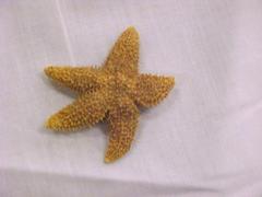 Starfish