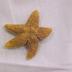 Starfish