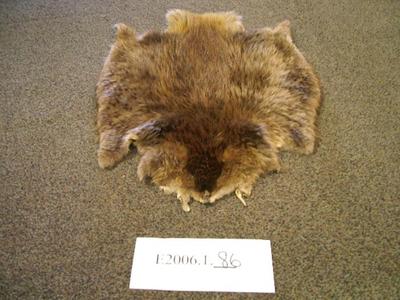 Beaver Hide