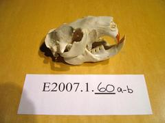 Beaver Skull And Lower Mandible