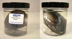 Preserved Specimen Invertebrate Set, Mussel