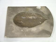 Trilobite Model Or Cast