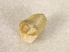 Trilobite, Calymene, Small