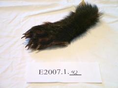 Bear Paw