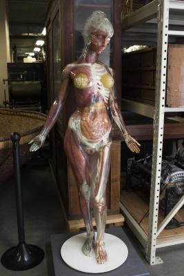 Transparent Anatomical Mannequin Or TAM