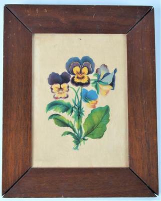 Chromolithograph of Pansies