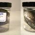 Preserved Specimen Invertebrate Set, Mussel